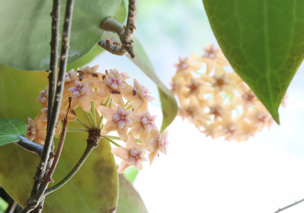 Hoya fitchii