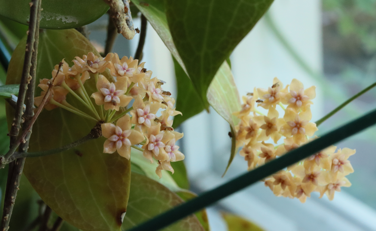 Hoya fitchii