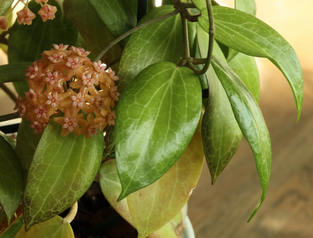 Hoya fitchii