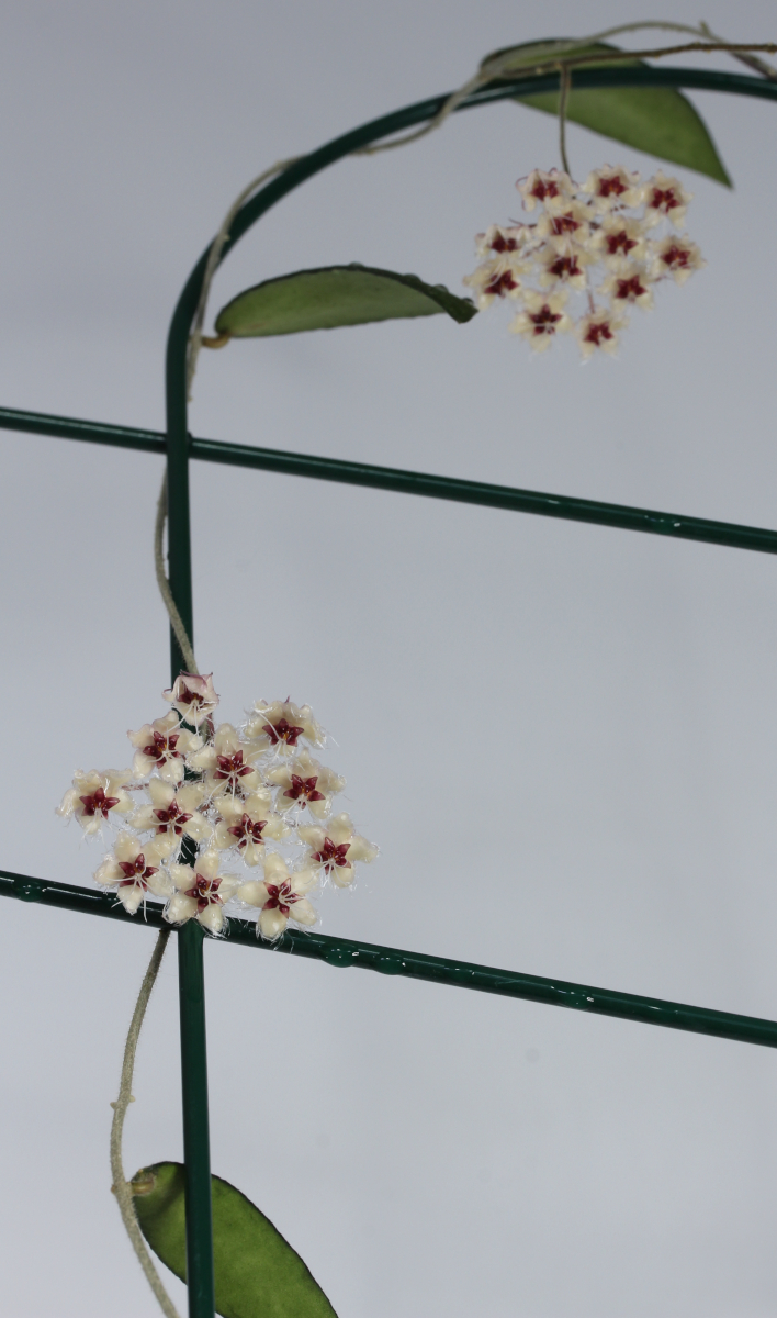 Hoya flagellata (gold)