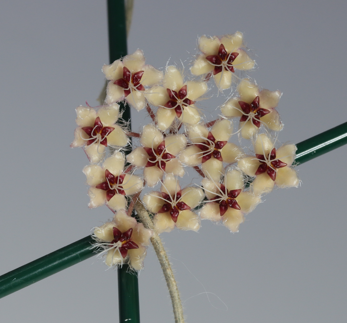 Hoya flagellata (gold)