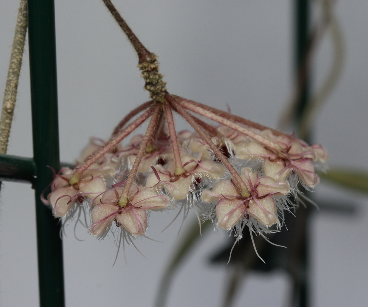 Hoya flagellata (gold)