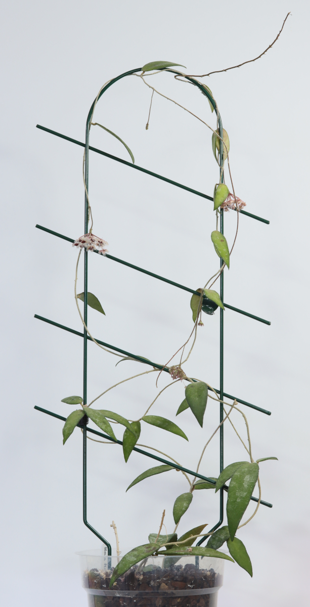 Hoya flagellata (gold)