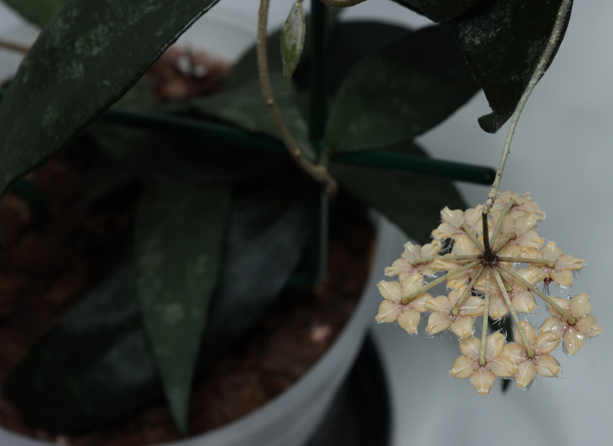 Hoya flagellata (yellow)