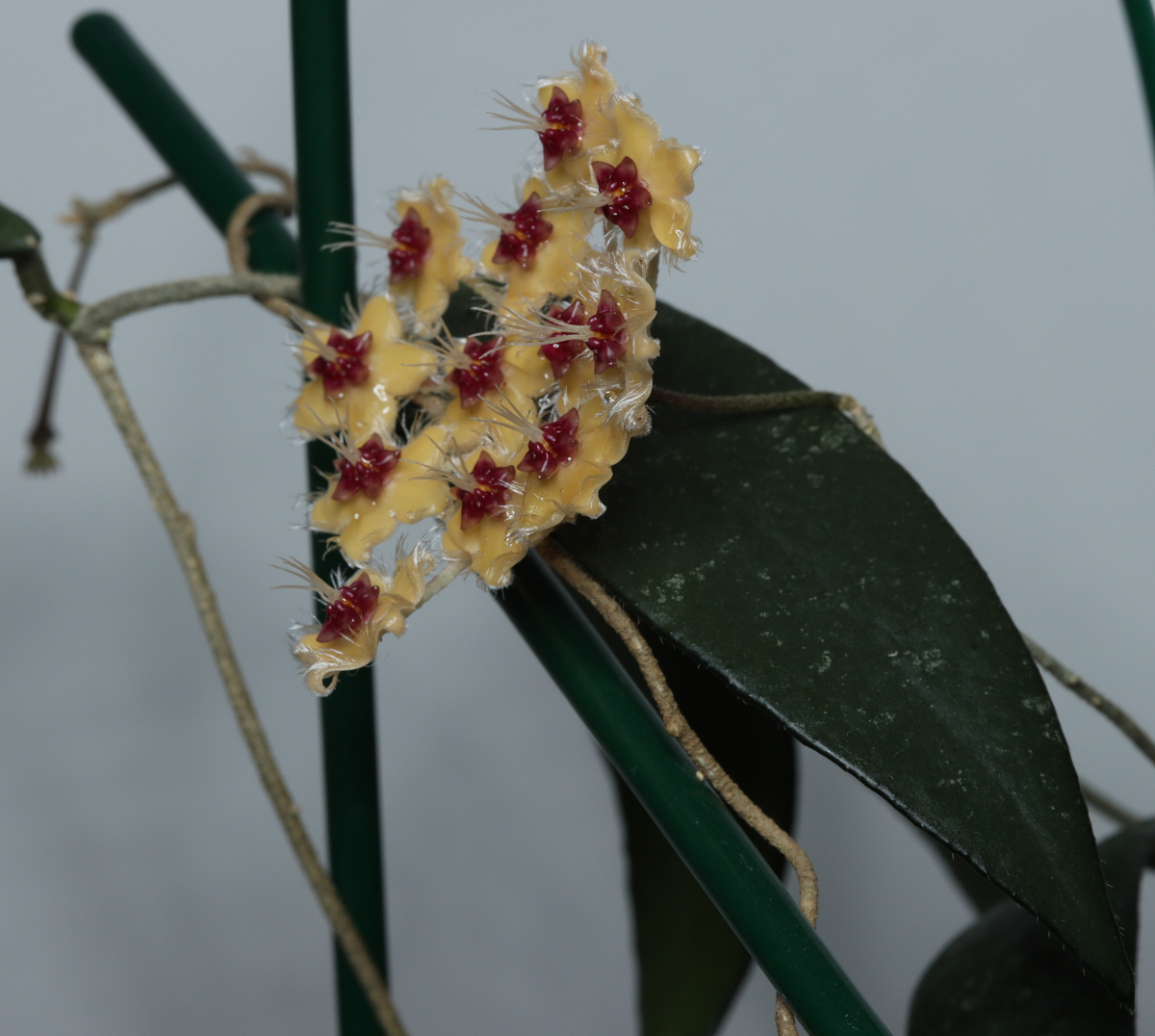 Hoya flagellata (yellow)