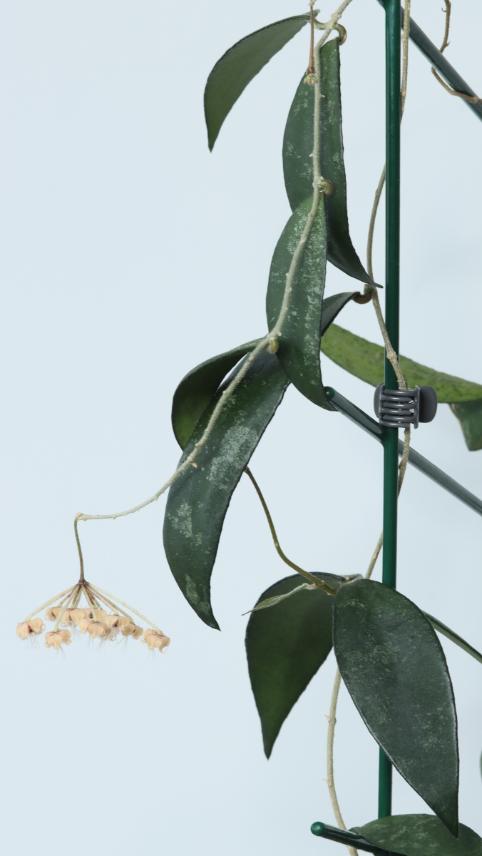 Hoya flagellata (yellow)