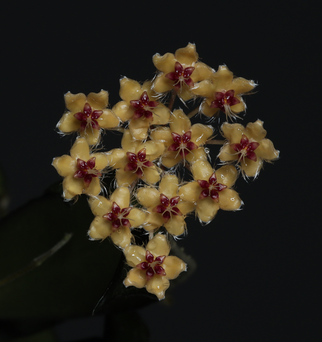 Hoya flagellata (yellow)