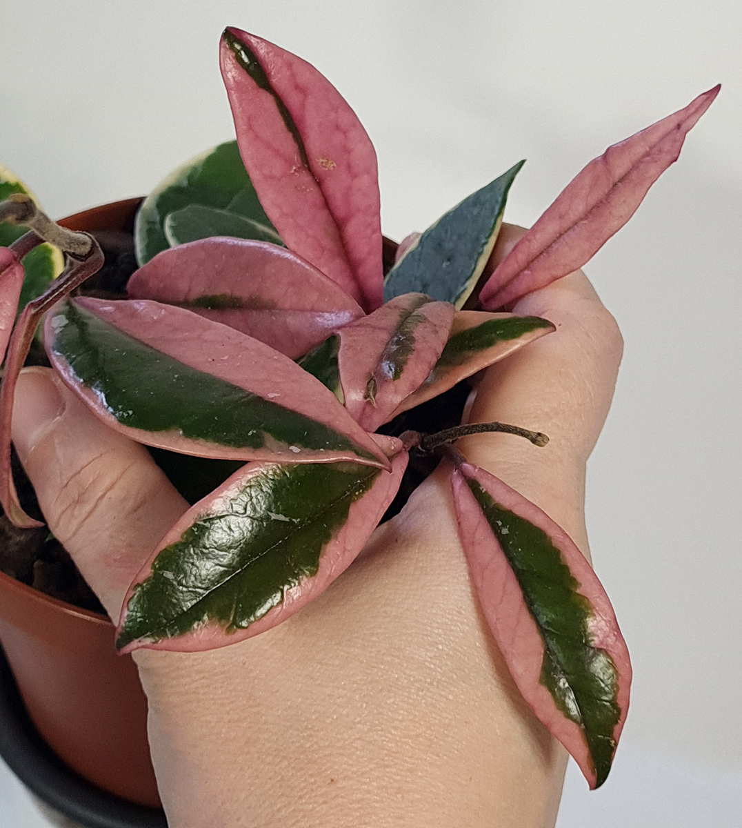 Yalangoch ogirlangan fotosuratlar