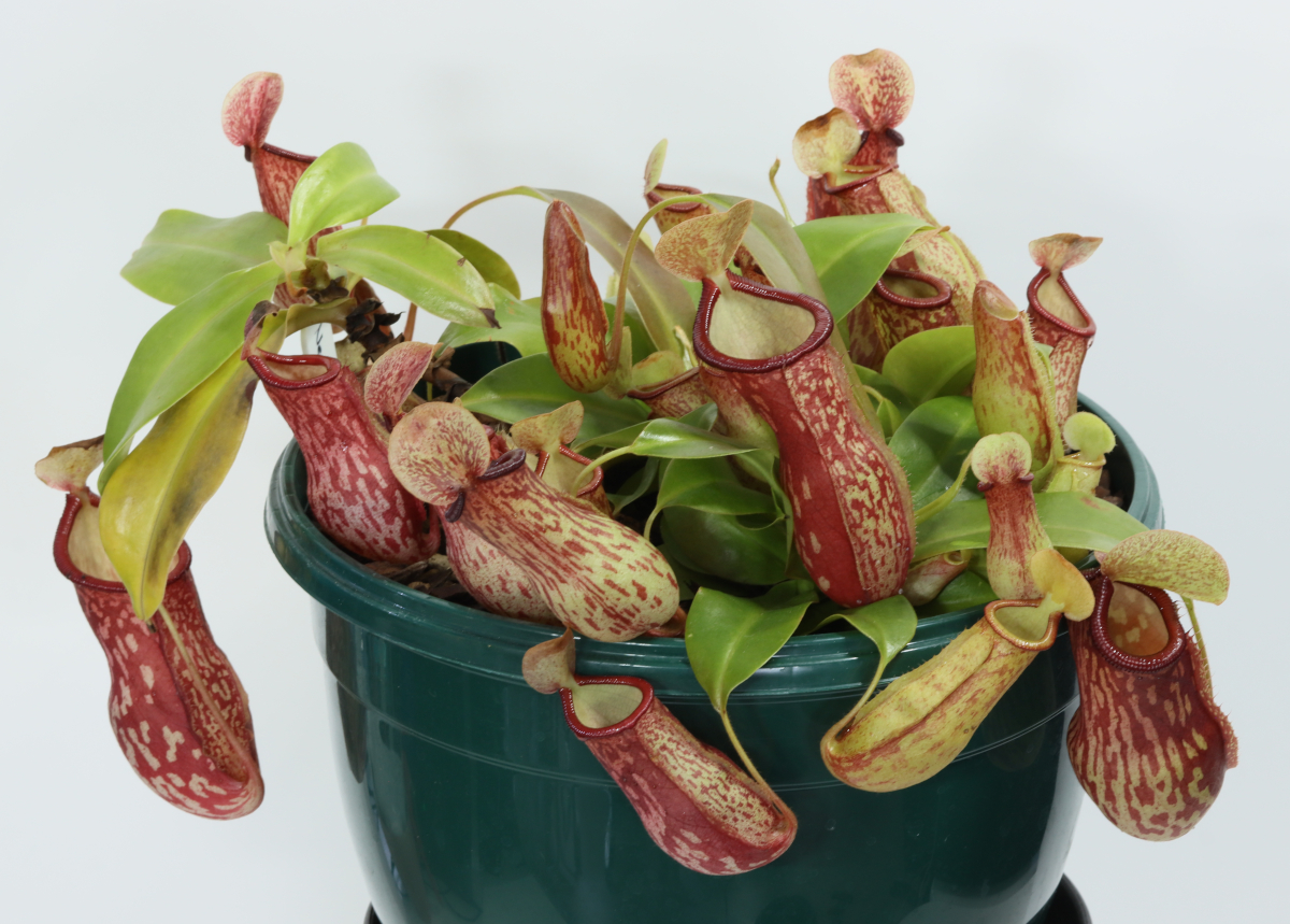 Nepenthes ‘Gaya’