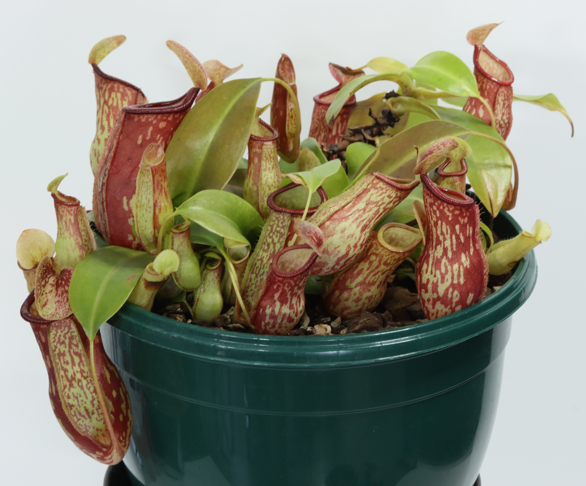 Nepenthes ‘Gaya’