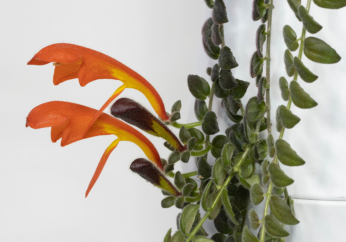 Columnea gloriosa