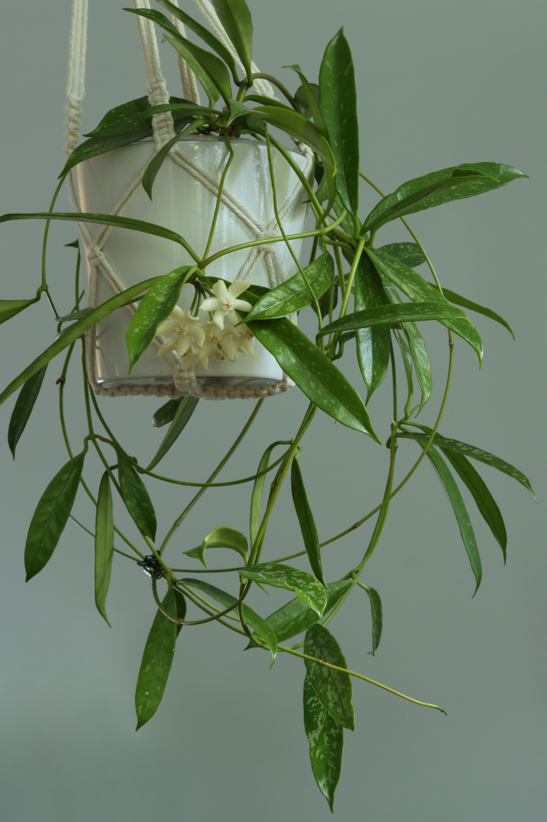 Hoya griffithii (spotted leaves from China)