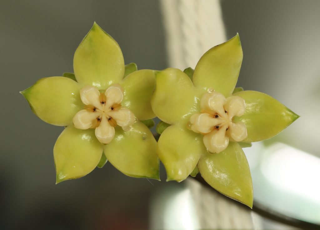 Hoya griffithii Frostvit's Flora