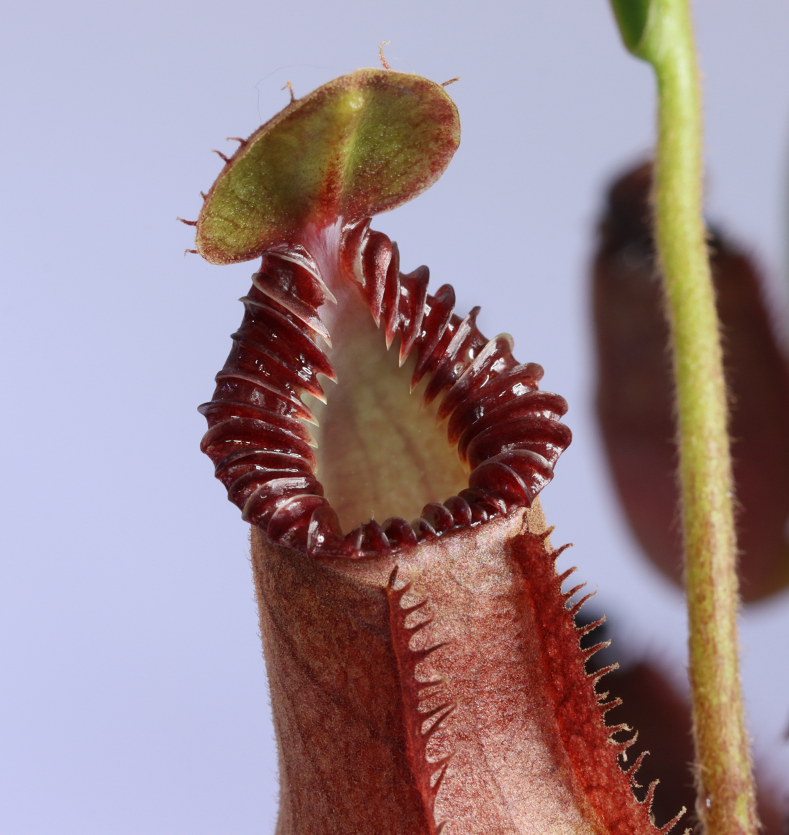 Nepenthes (hamata x edwardsiana)