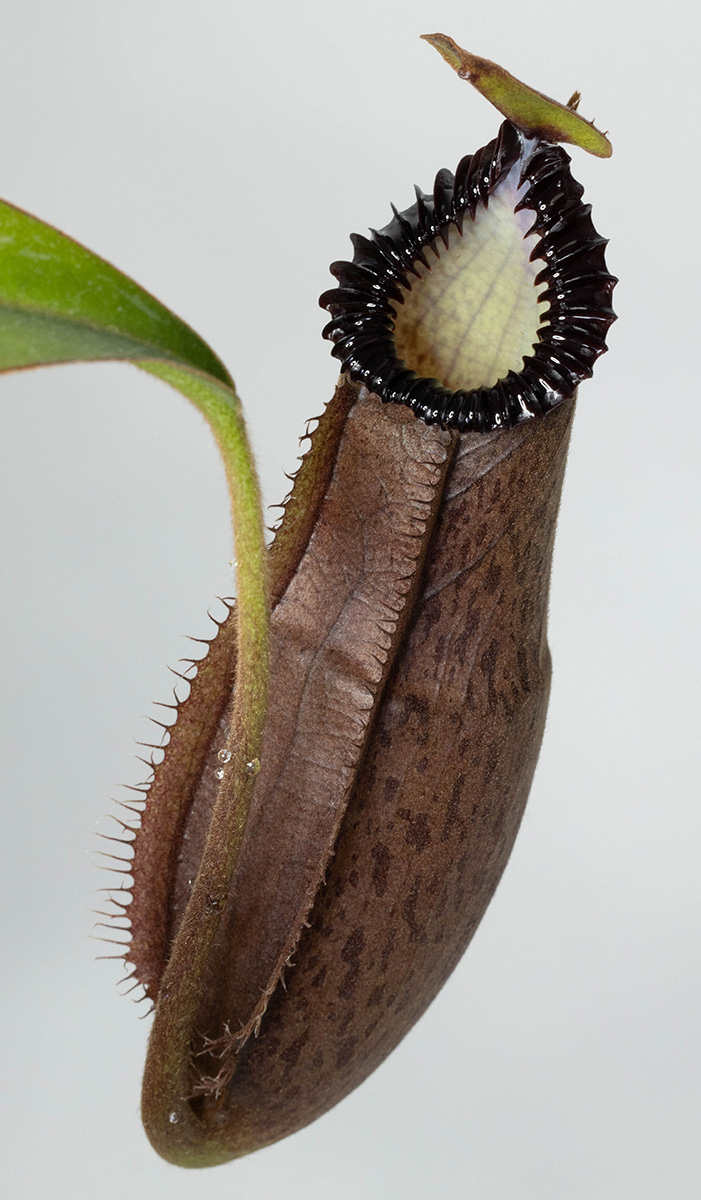 Nepenthes (hamata x edwardsiana)