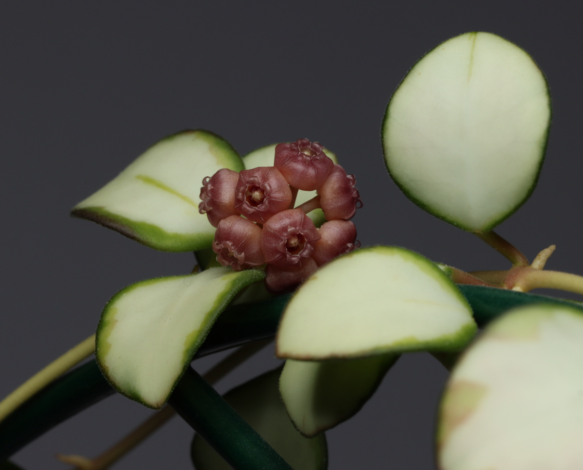 Hoya heuschkeliana (variegerad)