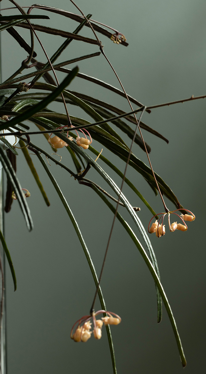 Hoya insularis