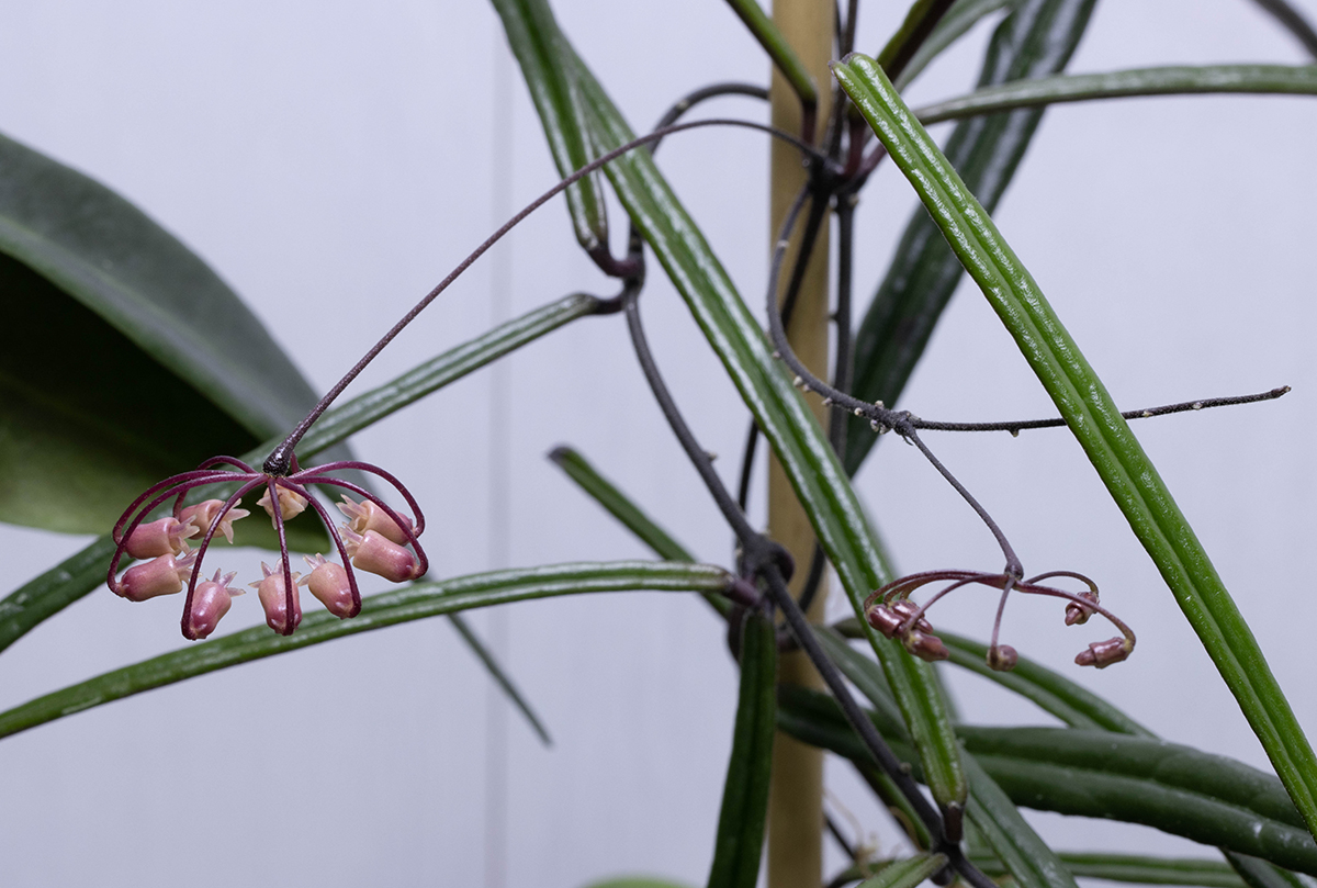 Hoya insularis