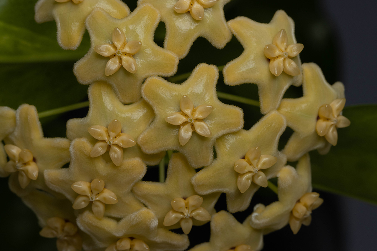 Hoya ischnopus