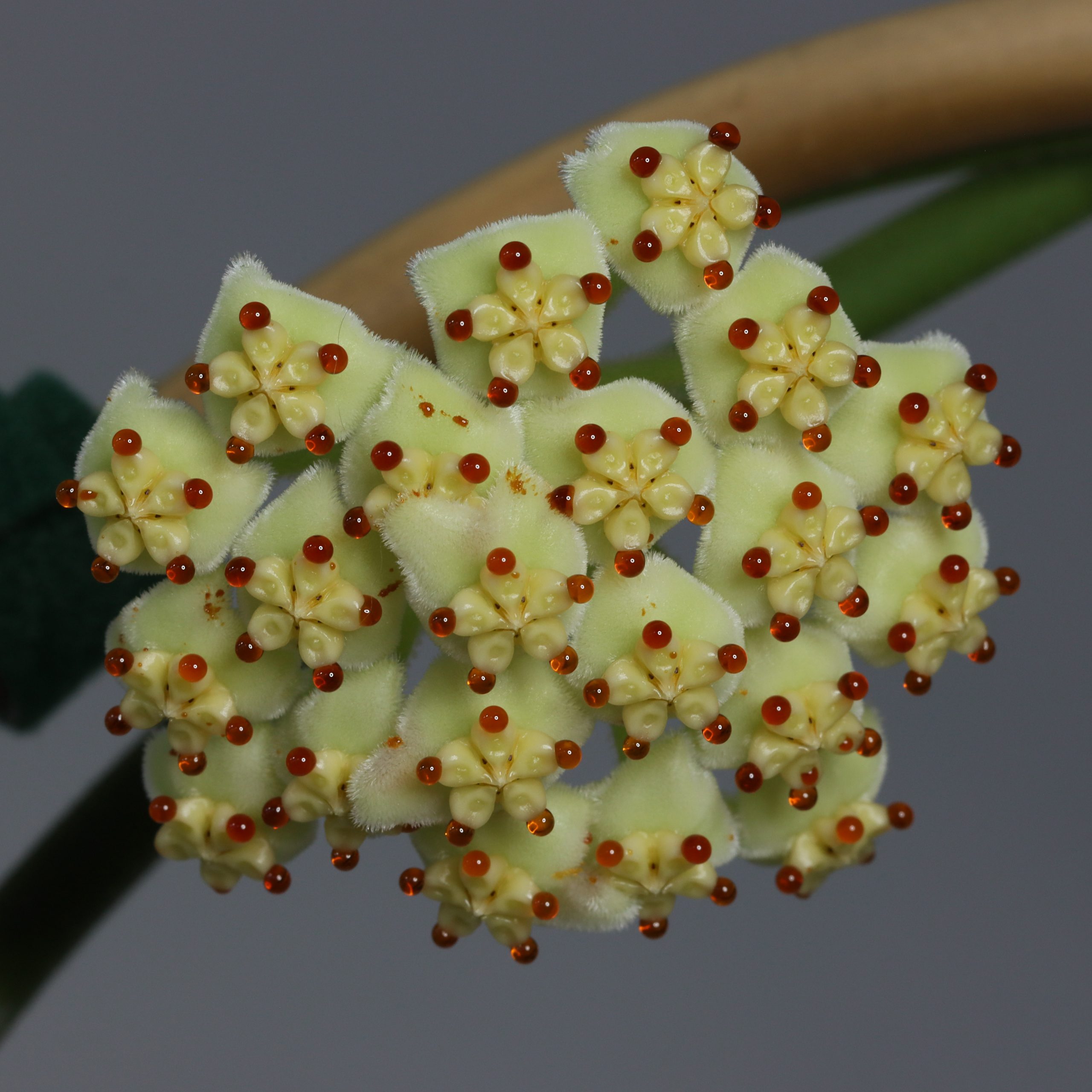 Hoya kerrii