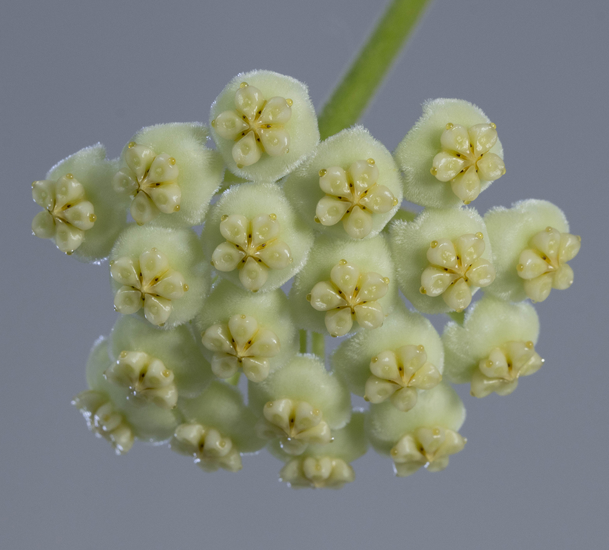 Hoya kerrii