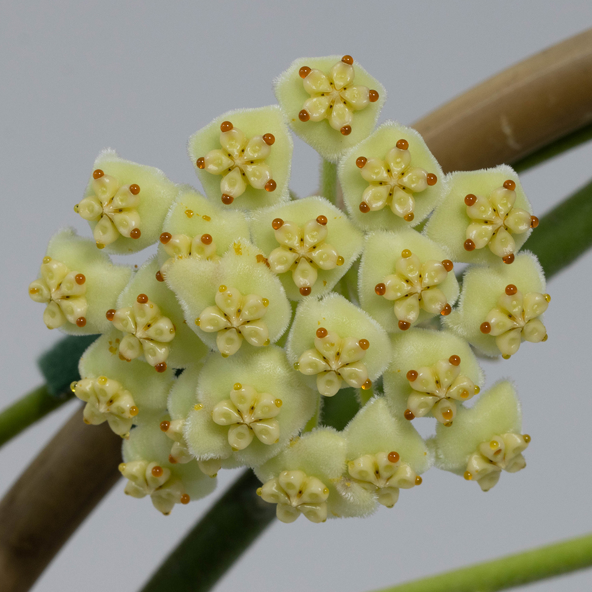 Hoya kerrii