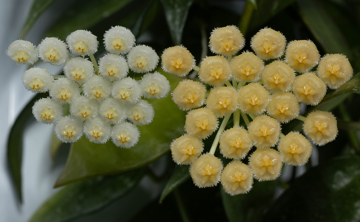 Hoya lacunosa