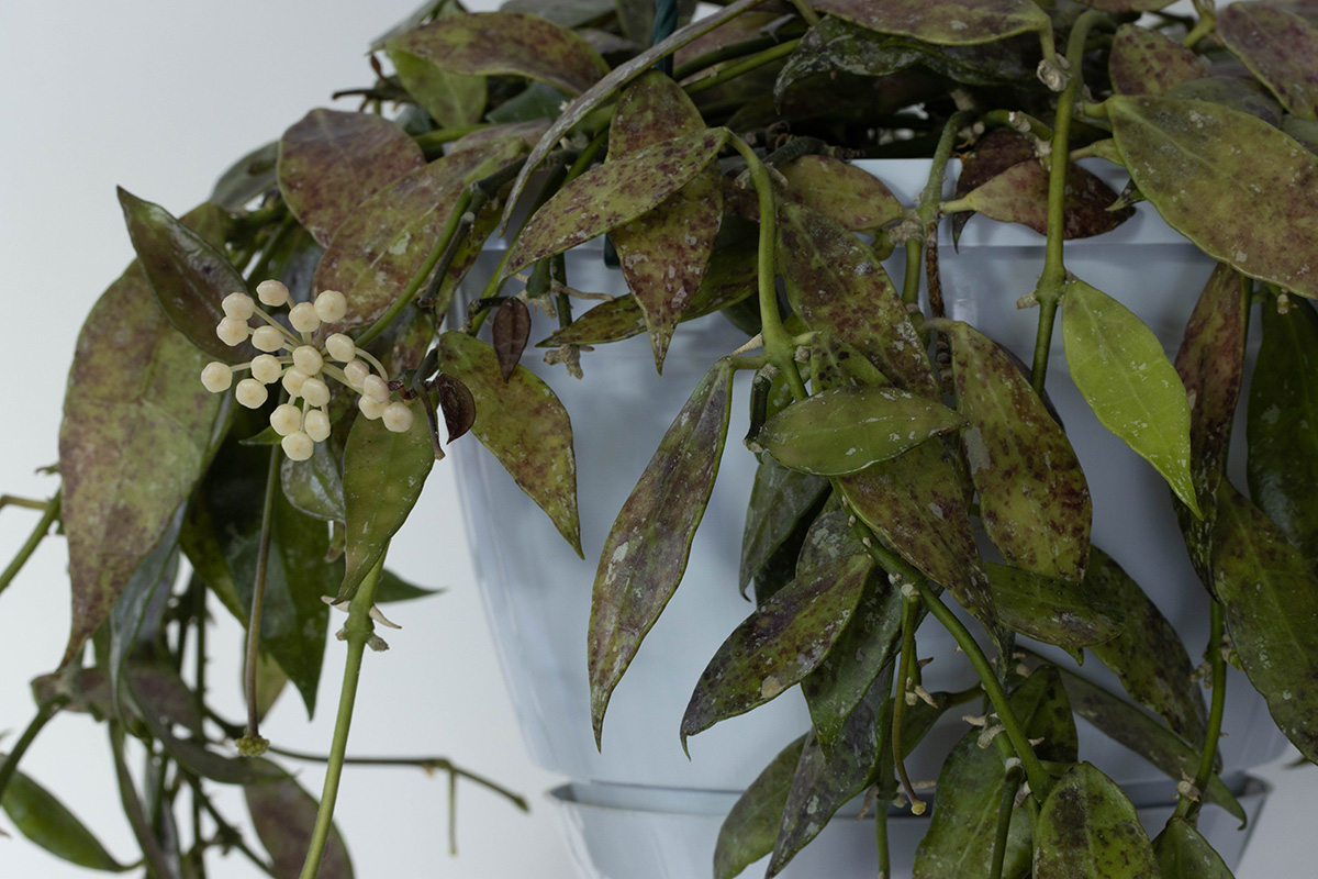 Hoya lacunosa