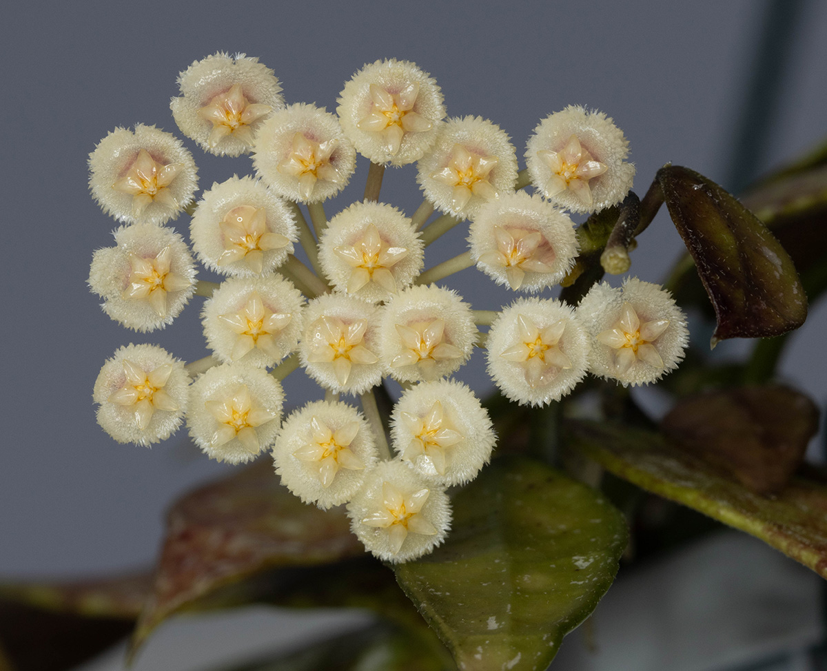 Hoya lacunosa