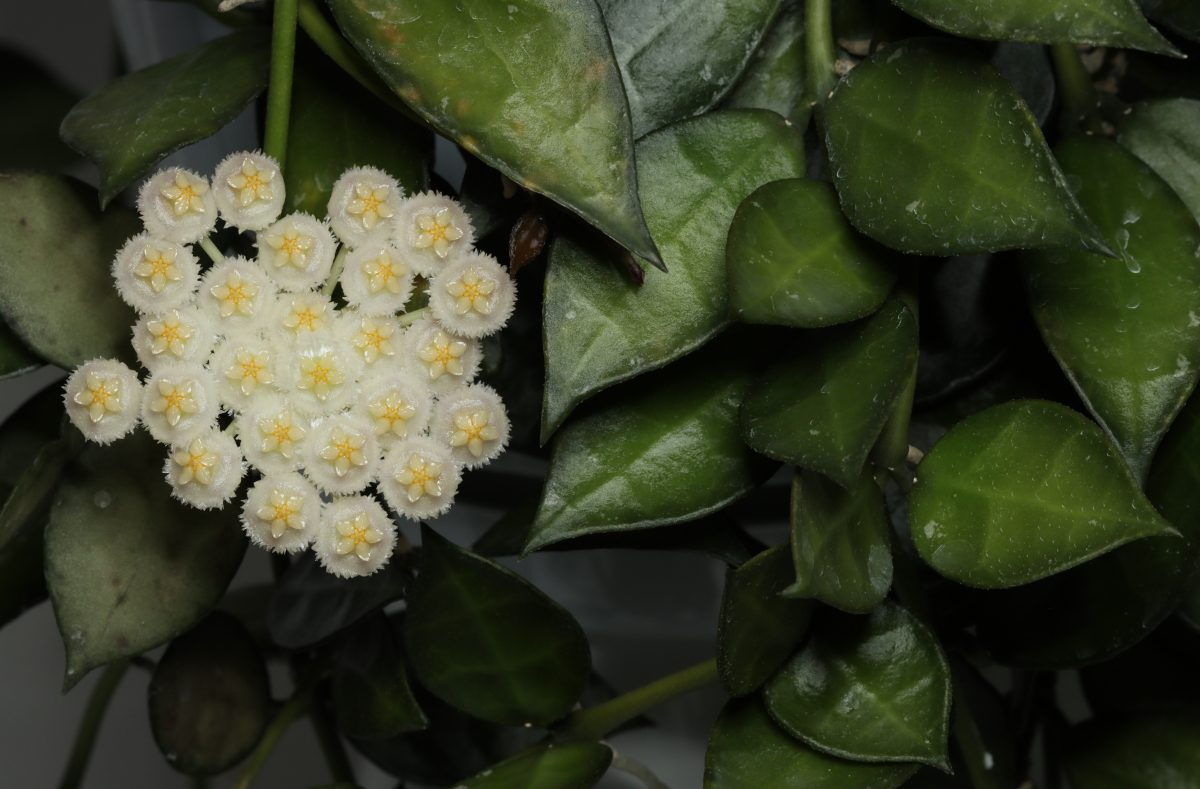 Hoya lacunosa (Giant, IML 1813)