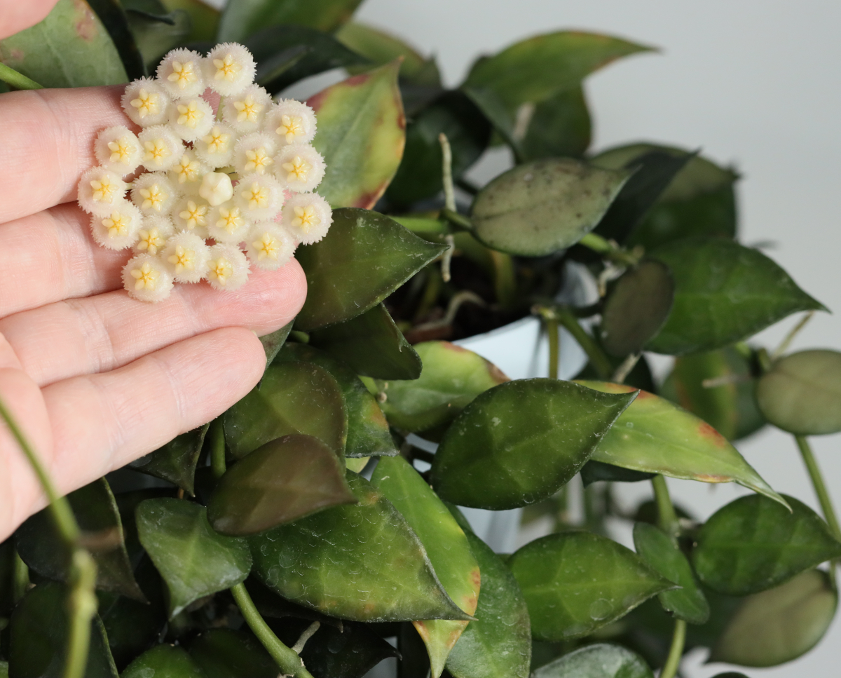 Hoya lacunosa (Giant, IML 1813)