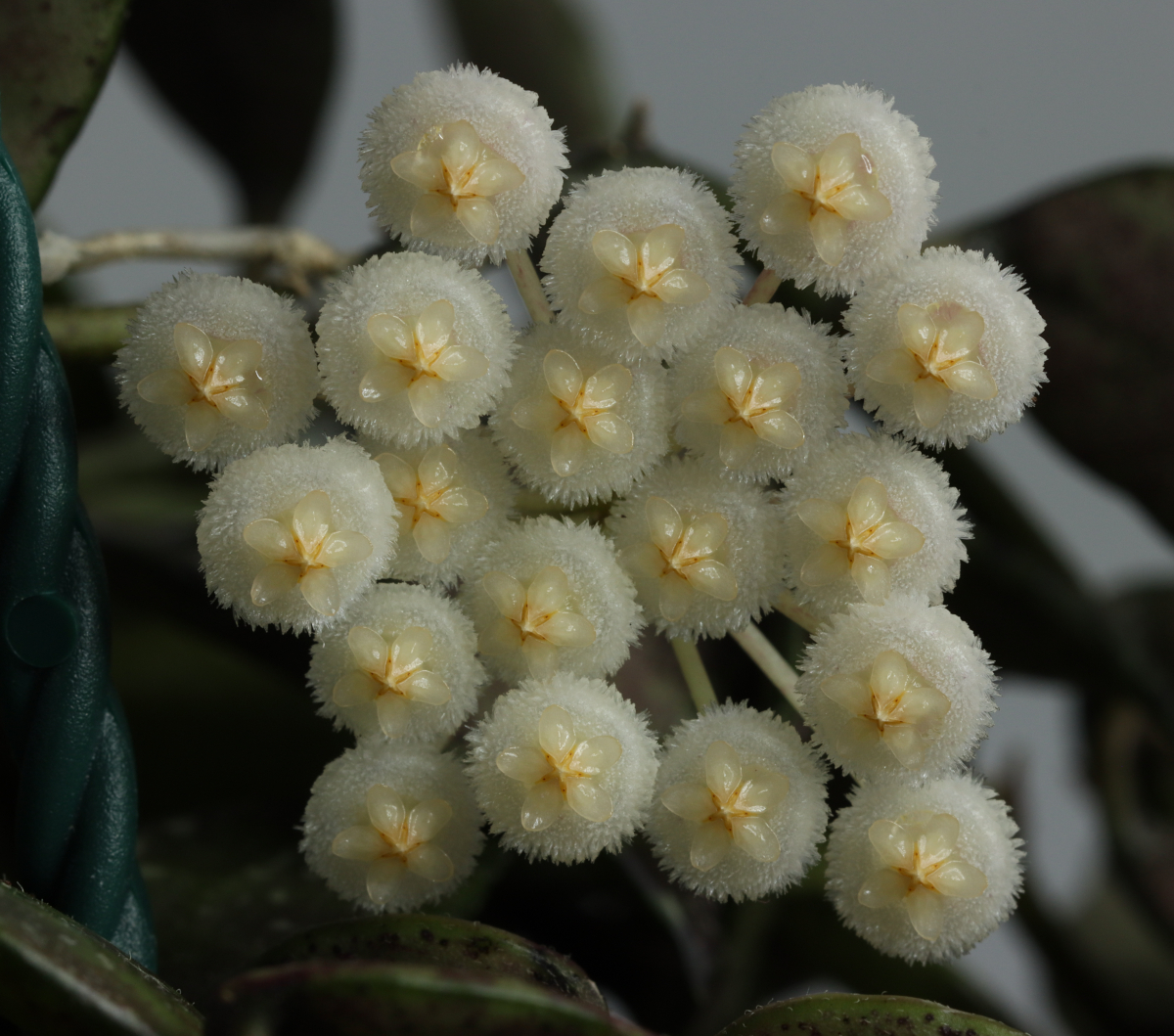 Hoya lacunosa