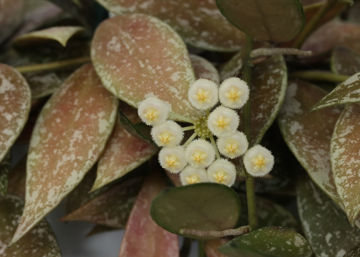 Hoya lacunosa