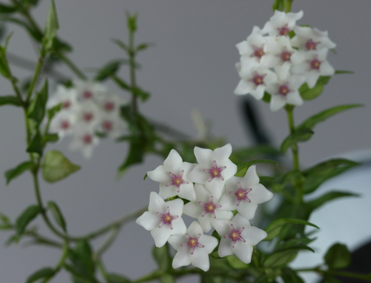 Hoya lanceolata