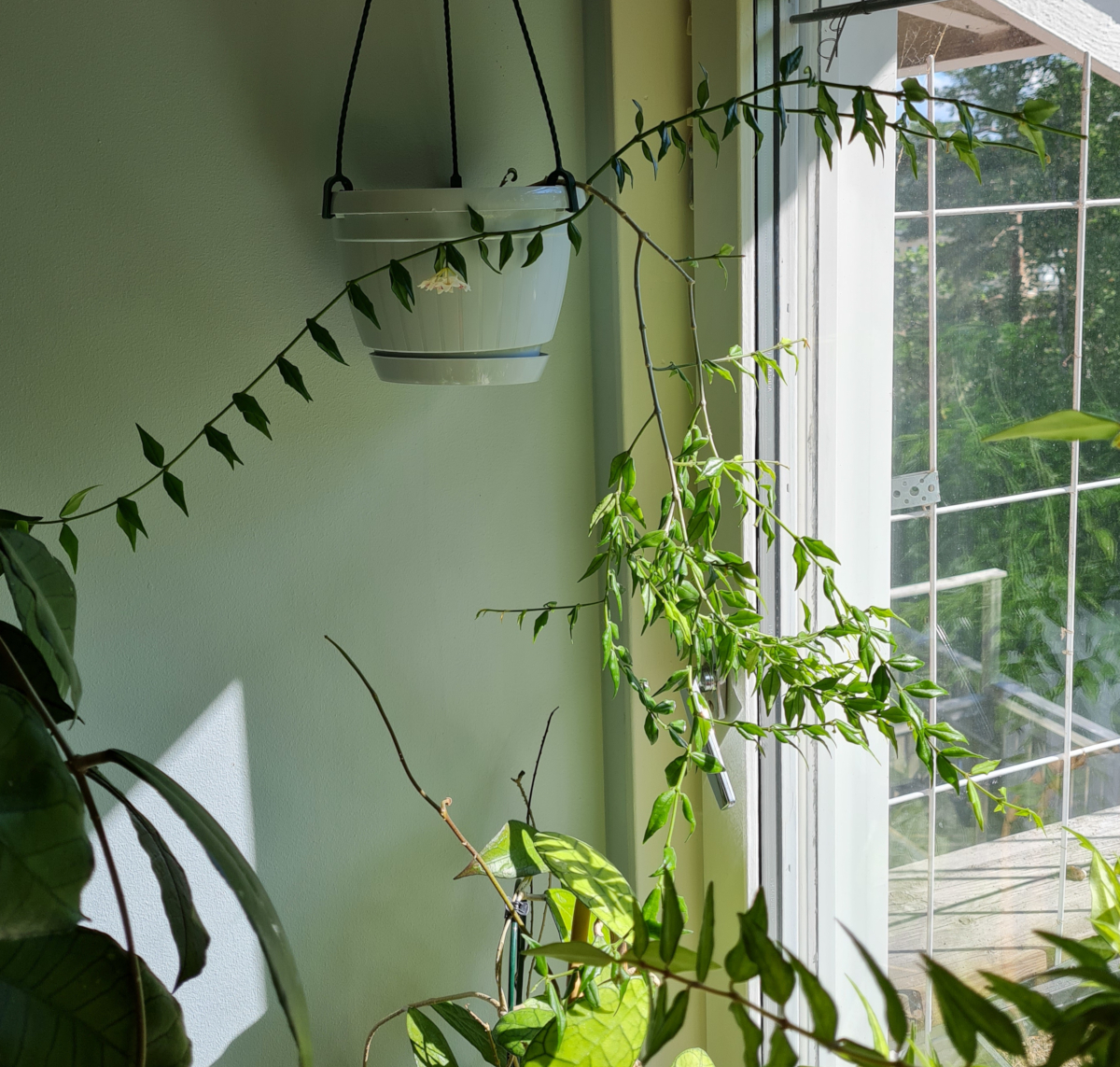 Hoya lanceolata