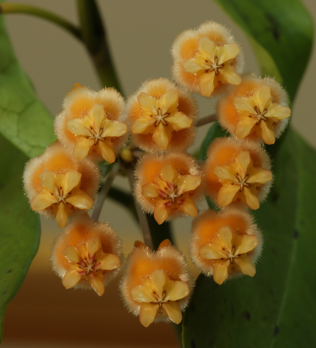 Hoya lasiantha