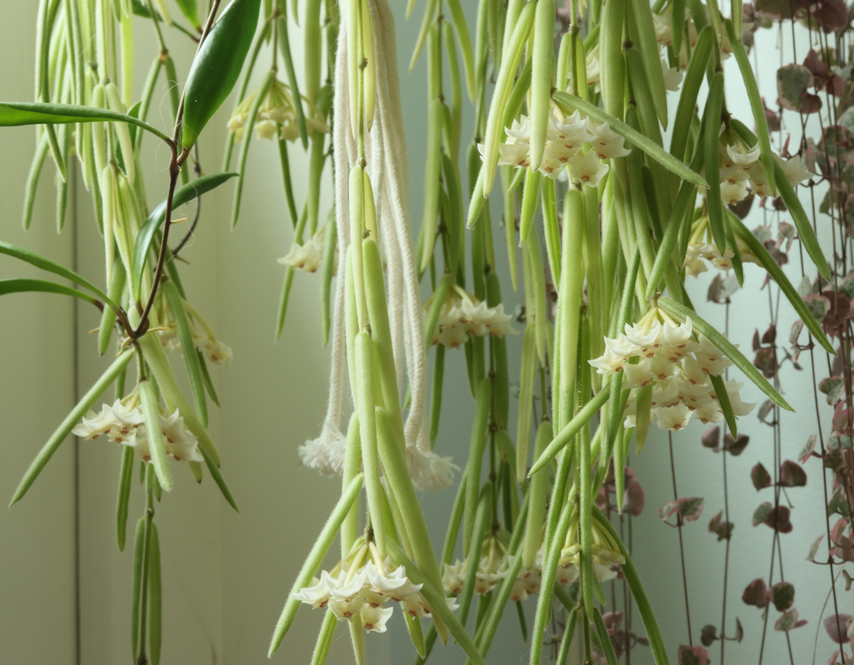 Hoya linearis