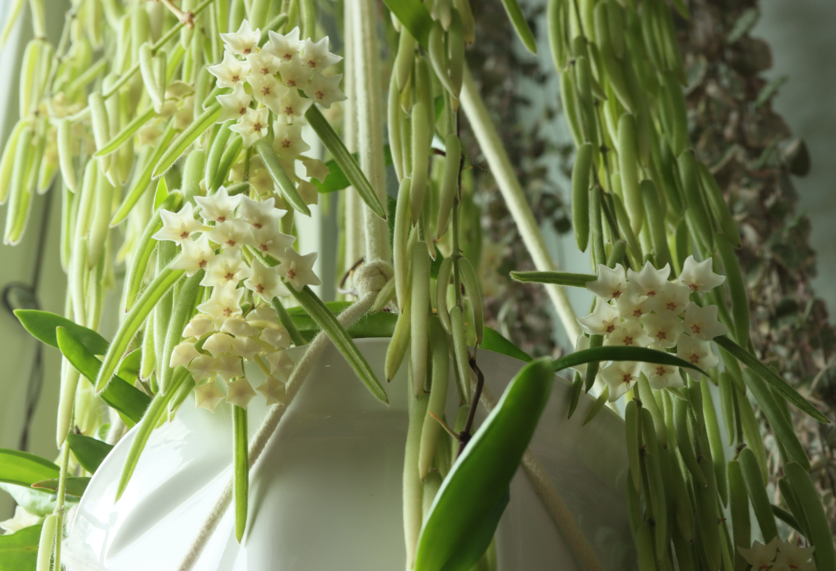 Hoya linearis