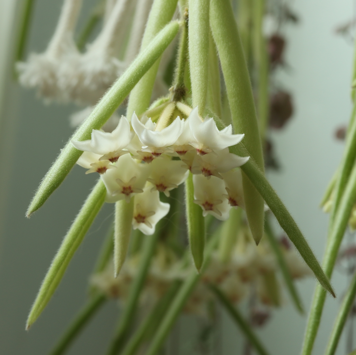 Hoya linearis