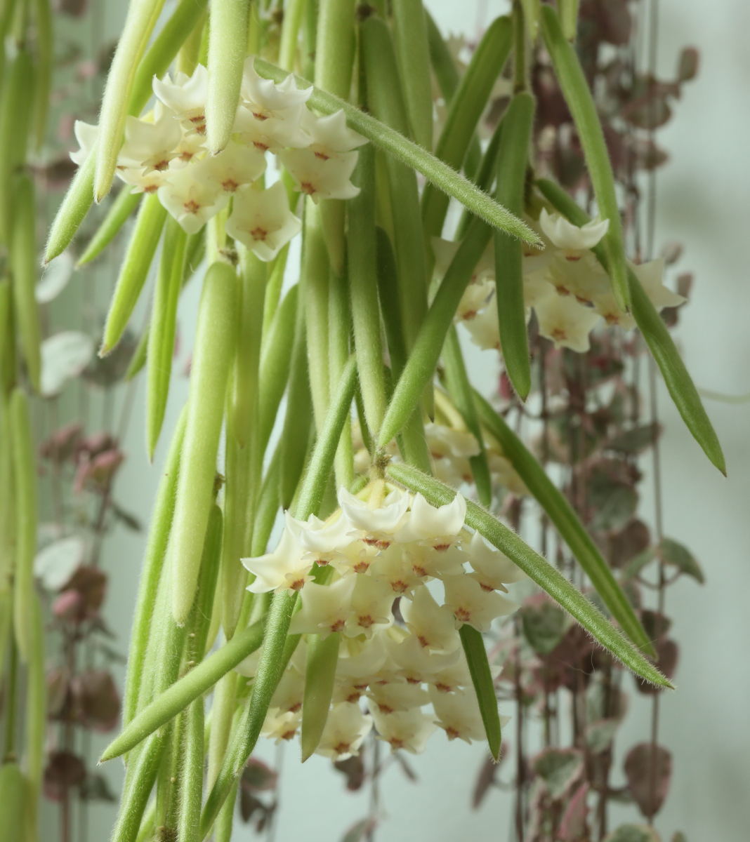 Hoya linearis