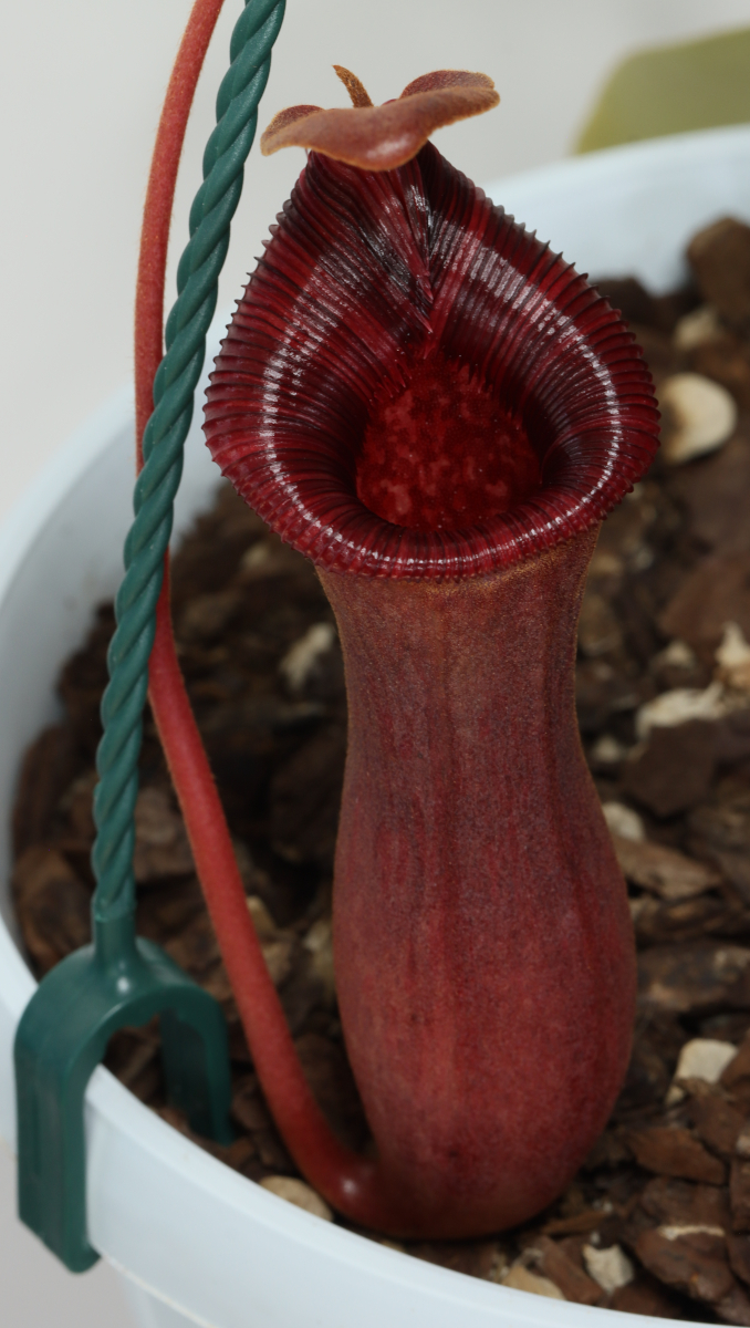 Nepenthes (lowii x ventricosa)