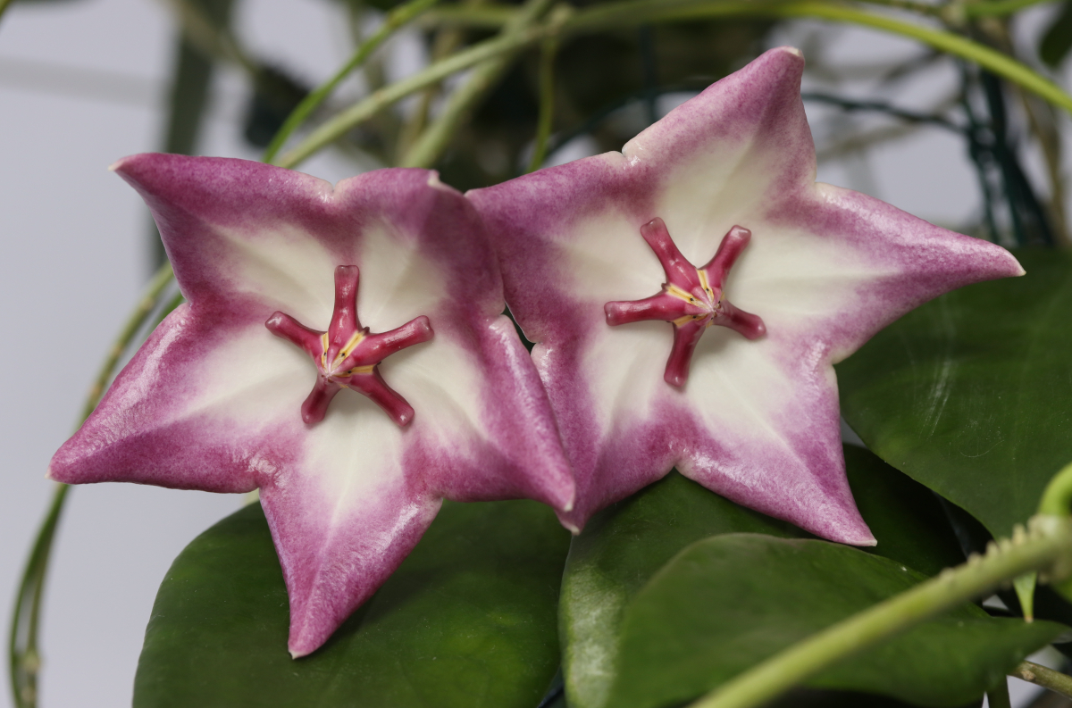 Hoya macgillivrayi (Coen River)