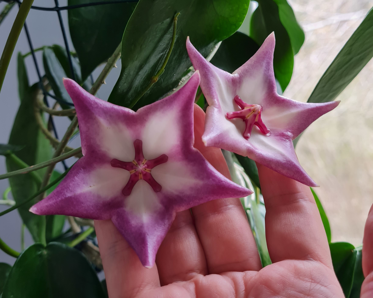 Hoya macgillivrayi (Coen River)