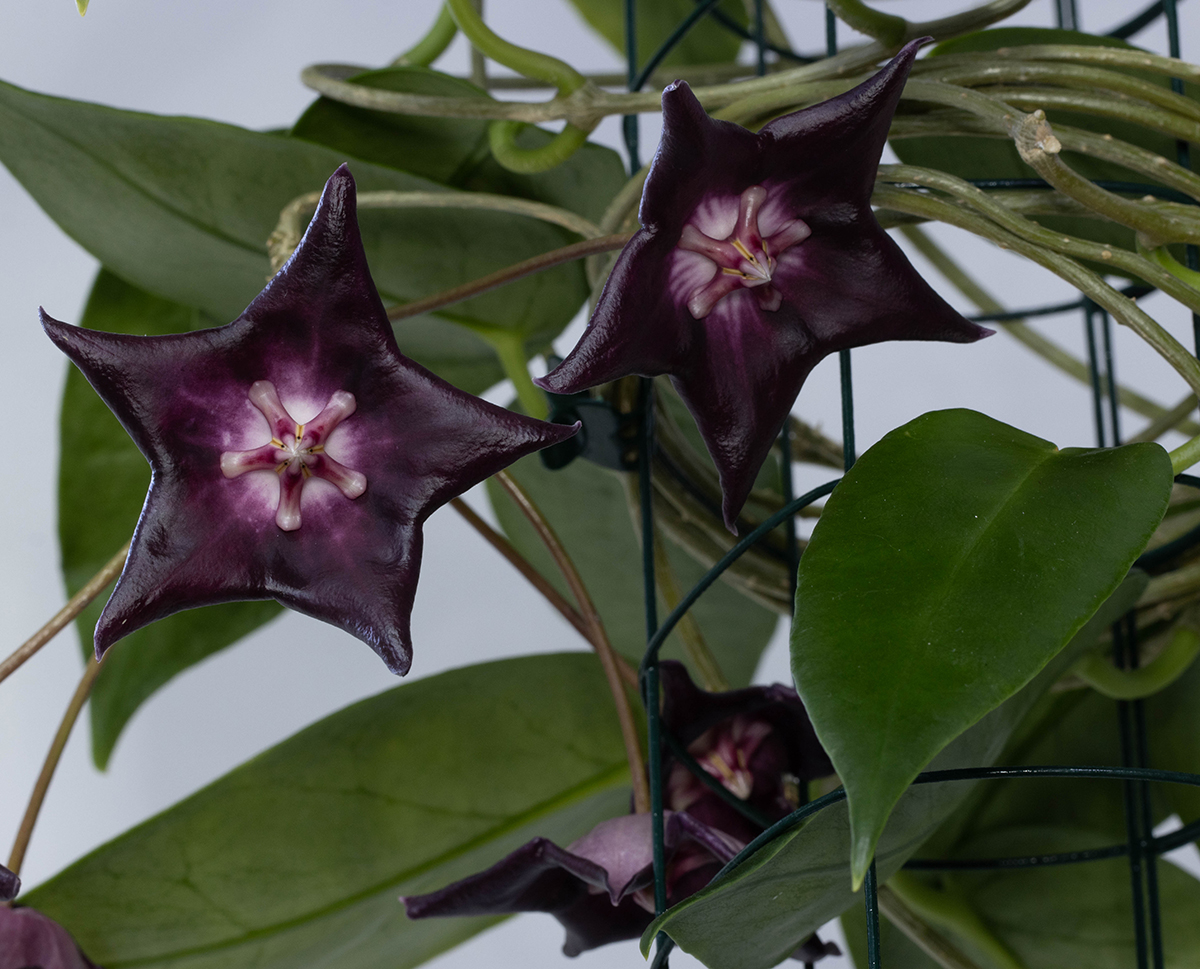 Voroninning jinsiy parodiyasi