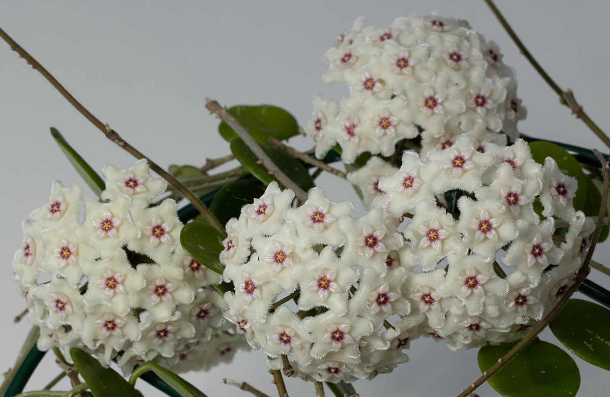 Hoya 'Mathilde'