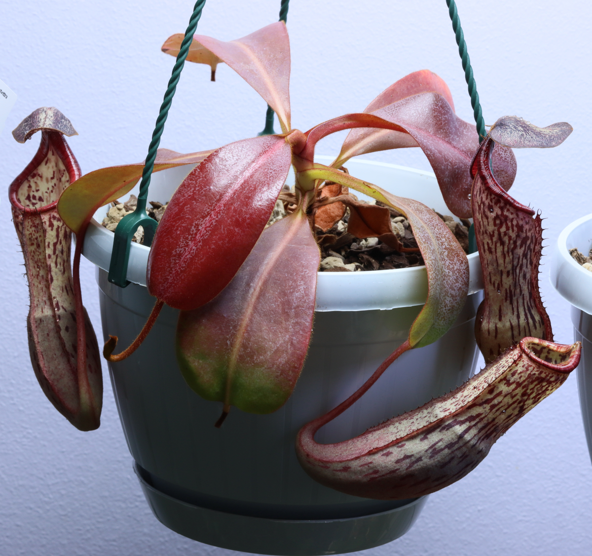 Nepenthes maxima x clipeata