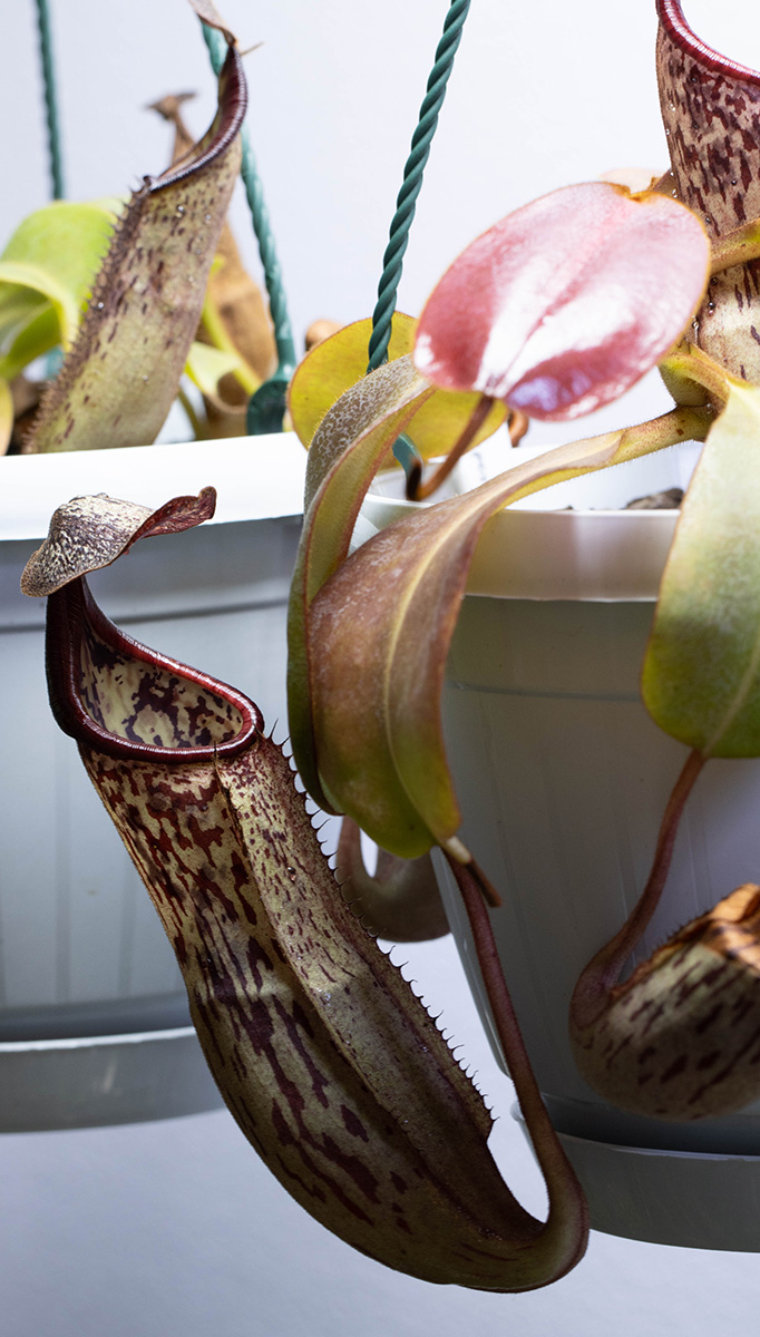 Nepenthes maxima x clipeata