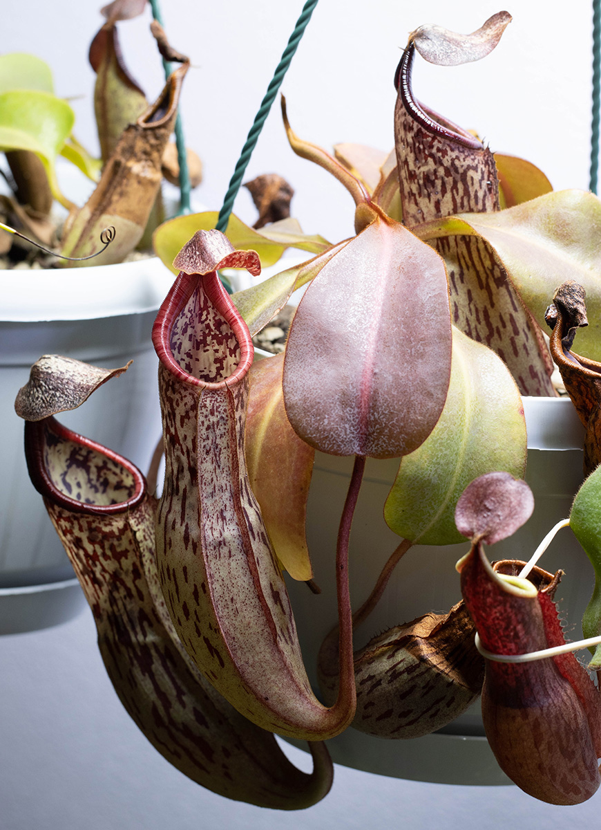 Nepenthes maxima x clipeata