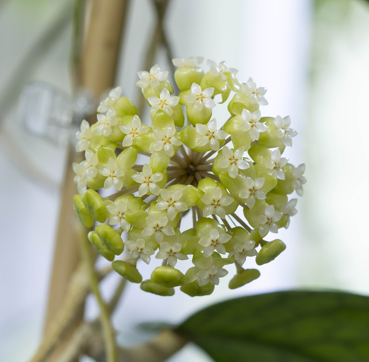 Hoya meredithii