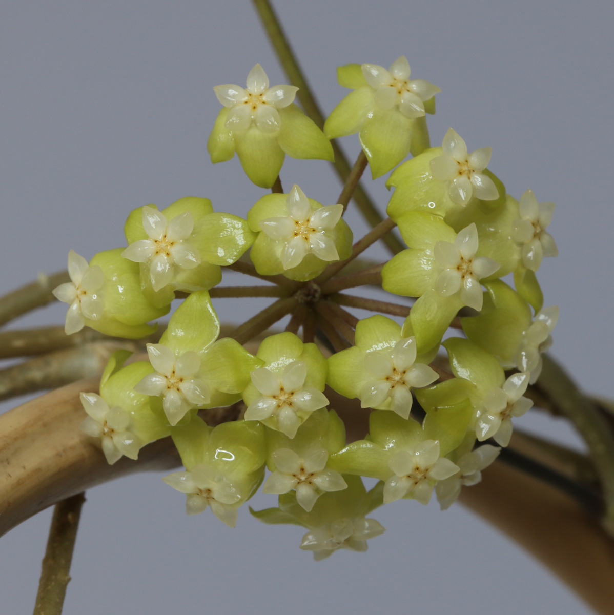 Hoya meredithii